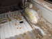 Truck Bedliner 100.JPG